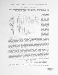 Spilocaea oleaginea image